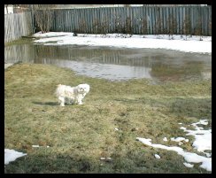 Back yard snow melt