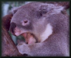 Doowi the Koala
