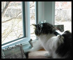 Iris
                          watching the Squirrel