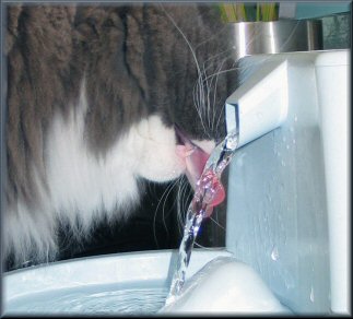 Fern drink from
              fountain