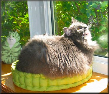 Fern in Bay window